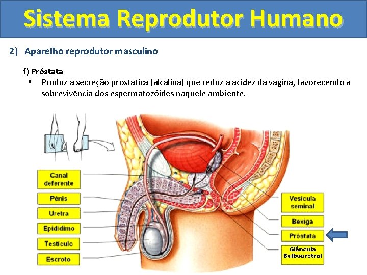 Sistema Reprodutor Humano 2) Aparelho reprodutor masculino f) Próstata § Produz a secreção prostática