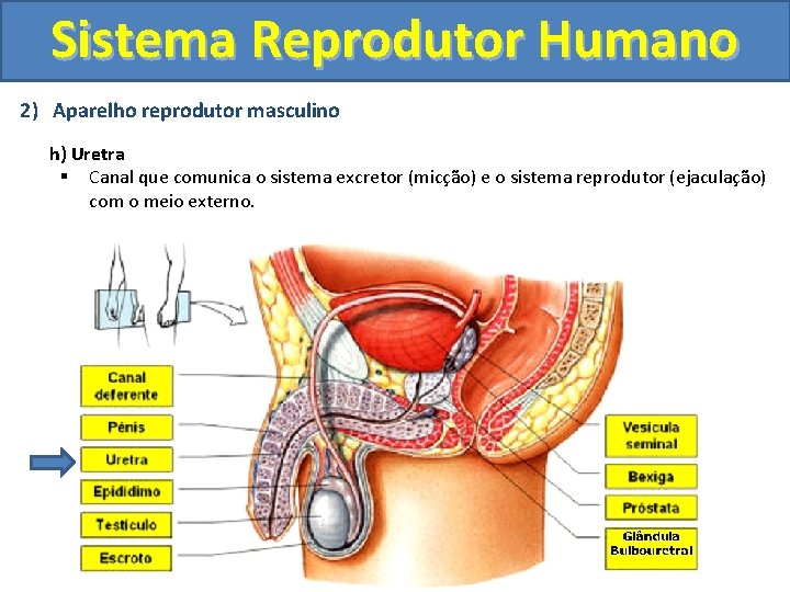 Sistema Reprodutor Humano 2) Aparelho reprodutor masculino h) Uretra § Canal que comunica o Sistema Reprodutor Humano 2) Aparelho reprodutor masculino h) Uretra § Canal que comunica o