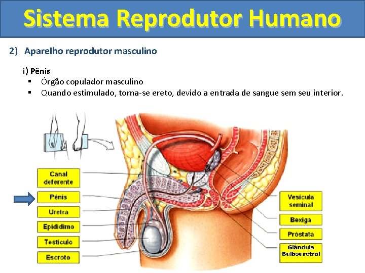 Sistema Reprodutor Humano 2) Aparelho reprodutor masculino i) Pênis § Órgão copulador masculino §
