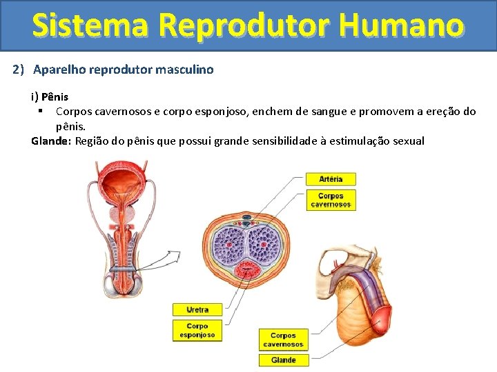 Sistema Reprodutor Humano 2) Aparelho reprodutor masculino i) Pênis § Corpos cavernosos e corpo