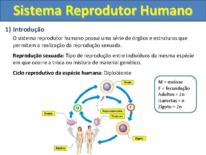 Sistema Reprodutor Humano 1) Introdução O sistema reprodutor humano possui uma série de órgãos Sistema Reprodutor Humano 1) Introdução O sistema reprodutor humano possui uma série de órgãos