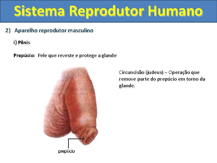 Sistema Reprodutor Humano 2) Aparelho reprodutor masculino i) Pênis Prepúcio: Pele que reveste e