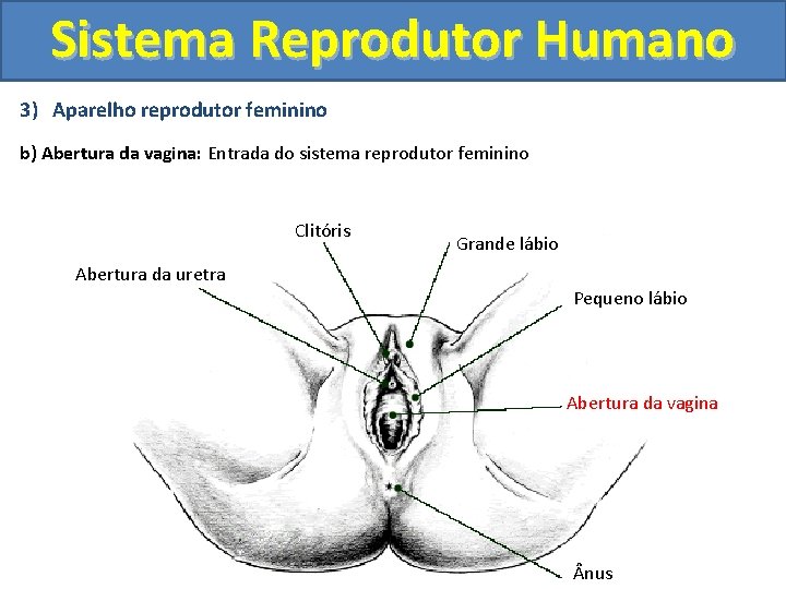 Sistema Reprodutor Humano 3) Aparelho reprodutor feminino b) Abertura da vagina: Entrada do sistema