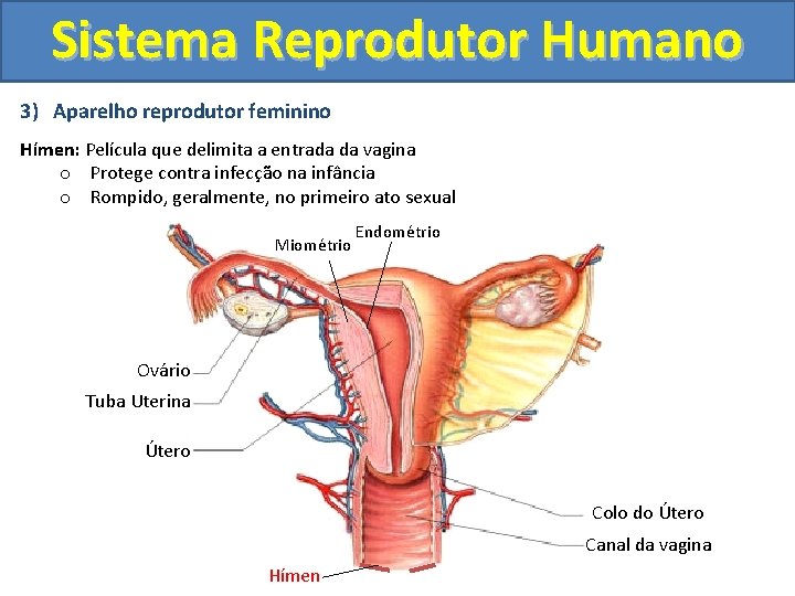 Sistema Reprodutor Humano 3) Aparelho reprodutor feminino Hímen: Película que delimita a entrada da