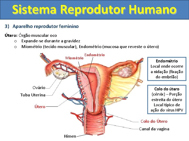 Sistema Reprodutor Humano 3) Aparelho reprodutor feminino Útero: Órgão muscular oco o Expande-se durante Sistema Reprodutor Humano 3) Aparelho reprodutor feminino Útero: Órgão muscular oco o Expande-se durante