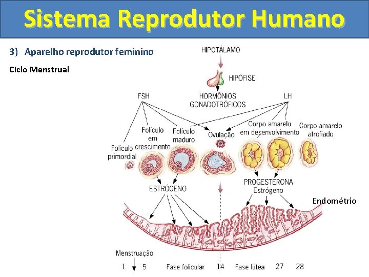 Sistema Reprodutor Humano 3) Aparelho reprodutor feminino Ciclo Menstrual Endométrio 
