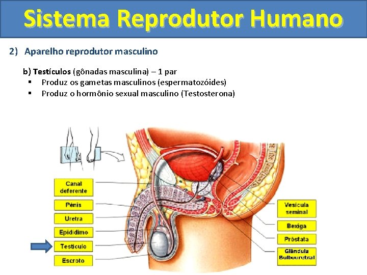 Sistema Reprodutor Humano 2) Aparelho reprodutor masculino b) Testículos (gônadas masculina) – 1 par