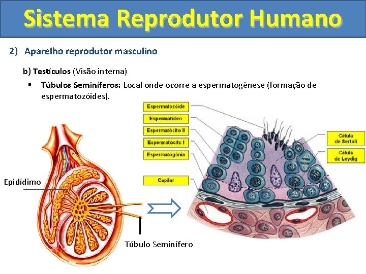 Sistema Reprodutor Humano 2) Aparelho reprodutor masculino b) Testículos (Visão interna) § Túbulos Seminíferos: