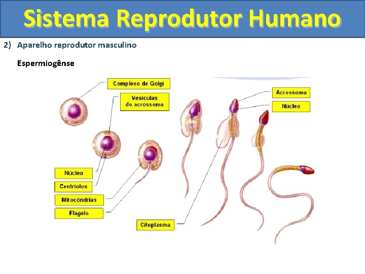 Sistema Reprodutor Humano 2) Aparelho reprodutor masculino Espermiogênse 