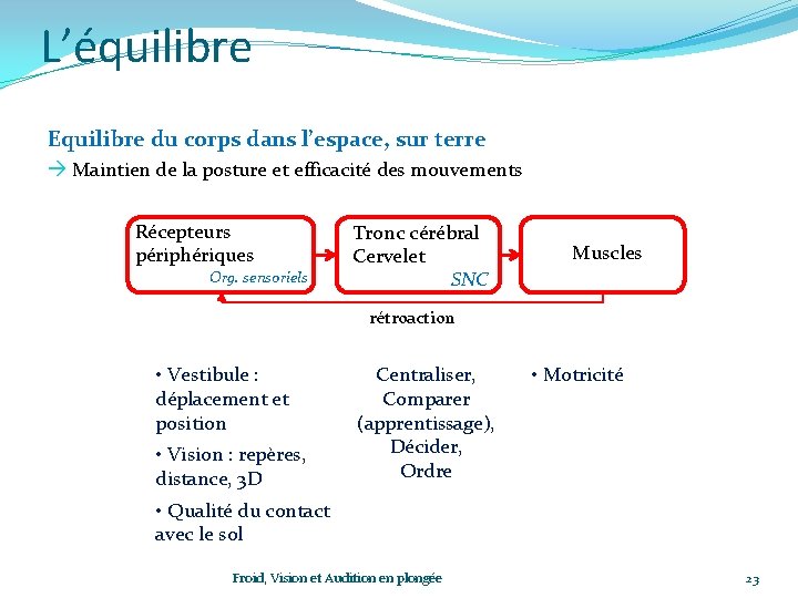 L’équilibre Equilibre du corps dans l’espace, sur terre Maintien de la posture et efficacité