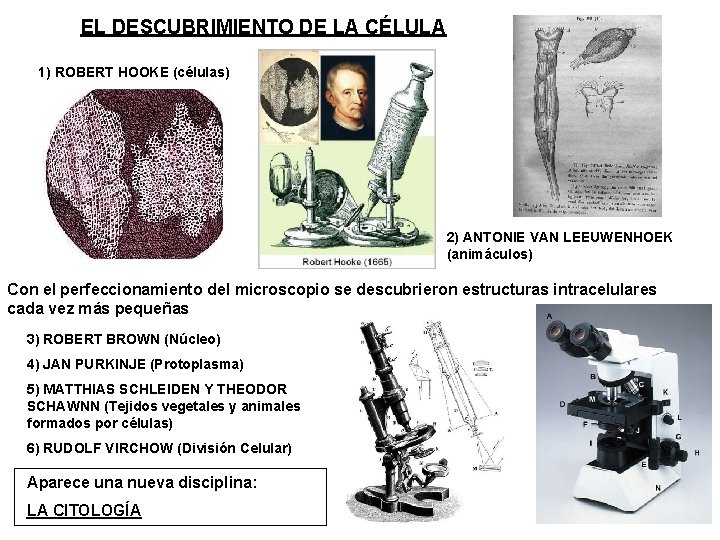 EL DESCUBRIMIENTO DE LA CÉLULA 1) ROBERT HOOKE (células) 2) ANTONIE VAN LEEUWENHOEK (animáculos)