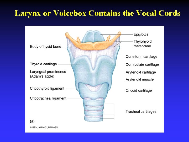 Voicebox Chapter 22 RESPIRATION THE EXCHANGE OF GASES Human
