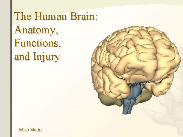 The Human Brain: Anatomy, Functions, and Injury 