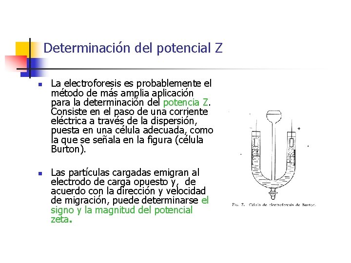 Determinación del potencial Z n n La electroforesis es probablemente el método de más