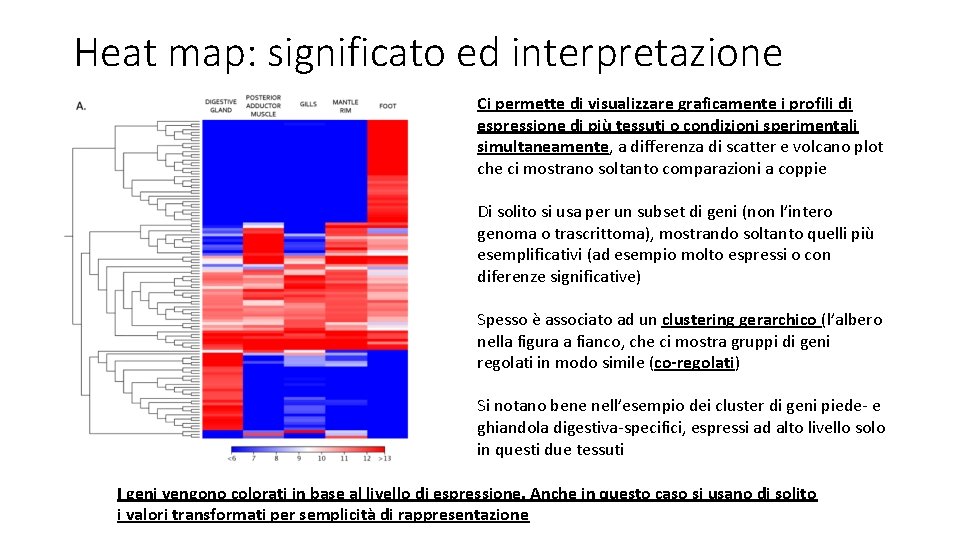 Heat map: significato ed interpretazione Ci permette di visualizzare graficamente i profili di espressione