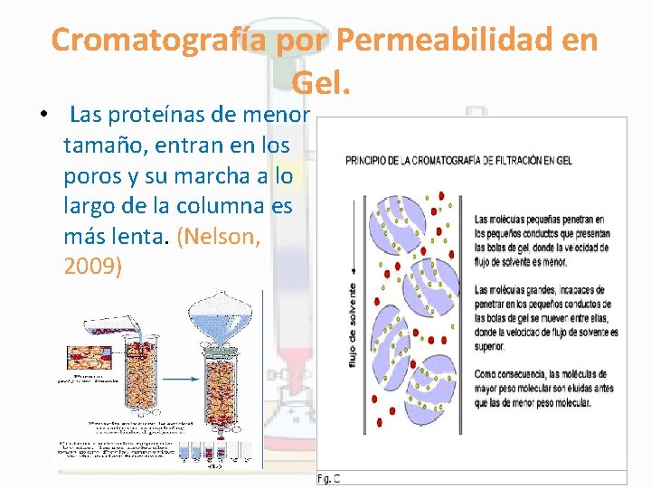 Cromatografía por Permeabilidad en Gel. • Las proteínas de menor tamaño, entran en los