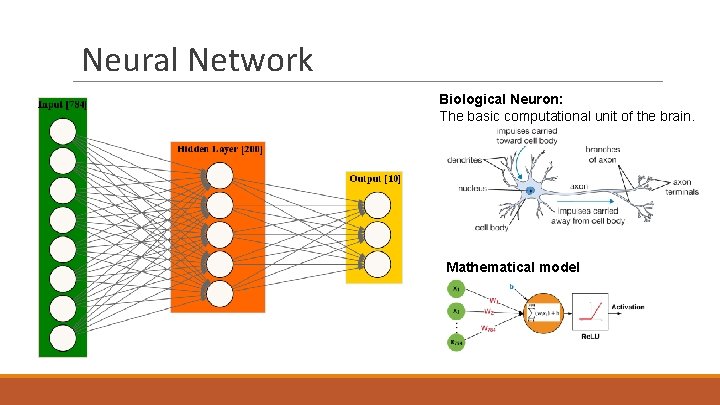 Neural Network Biological Neuron: The basic computational unit of the brain. Mathematical model 