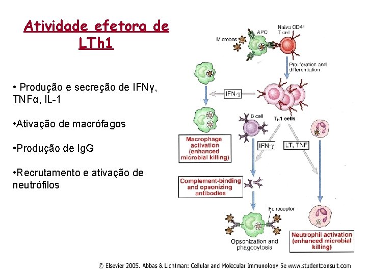 Atividade efetora de LTh 1 • Produção e secreção de IFNγ, TNFα, IL-1 •
