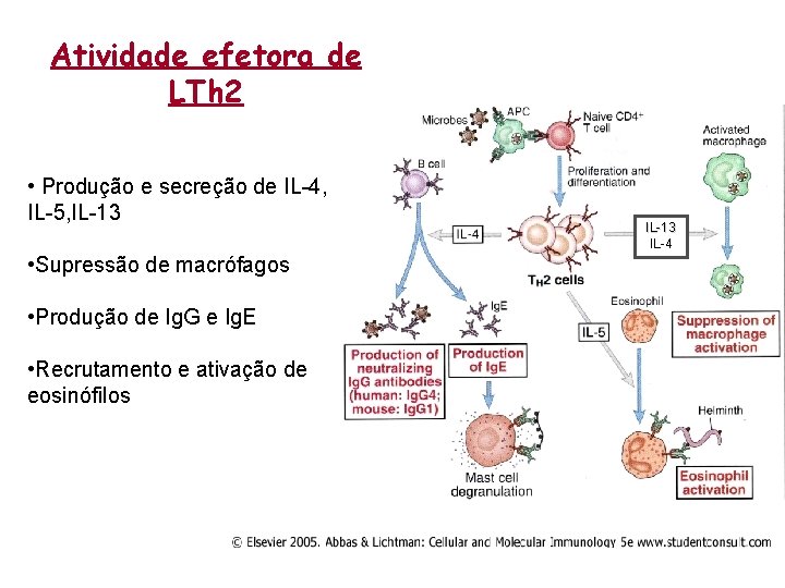 Atividade efetora de LTh 2 • Produção e secreção de IL-4, IL-5, IL-13 •