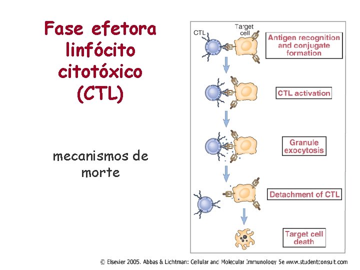 Fase efetora linfócitotóxico (CTL) mecanismos de morte 