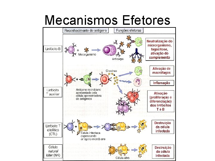 Mecanismos Efetores 