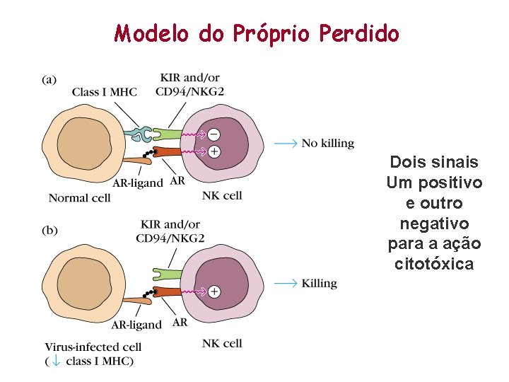 Modelo do Próprio Perdido Dois sinais Um positivo e outro negativo para a ação