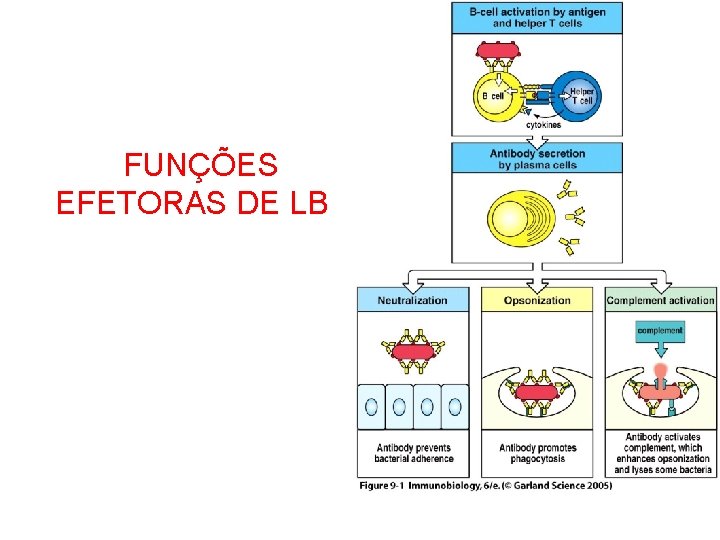 FUNÇÕES EFETORAS DE LB 