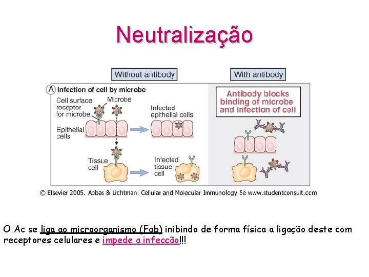 Neutralização O Ac se liga ao microorganismo (Fab) inibindo de forma física a ligação