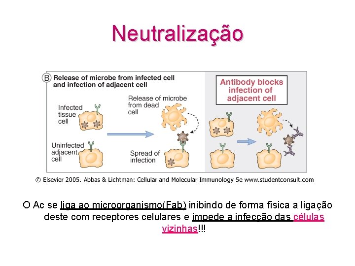 Neutralização O Ac se liga ao microorganismo(Fab) inibindo de forma física a ligação deste