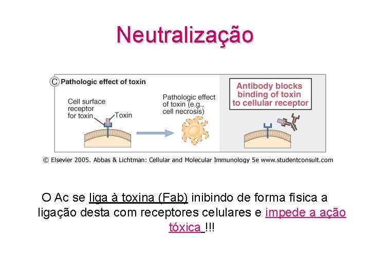 Neutralização O Ac se liga à toxina (Fab) inibindo de forma física a ligação
