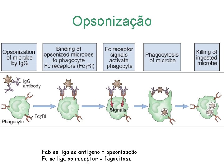 Opsonização Fab se liga ao antígeno = opsonização Fc se liga ao receptor =