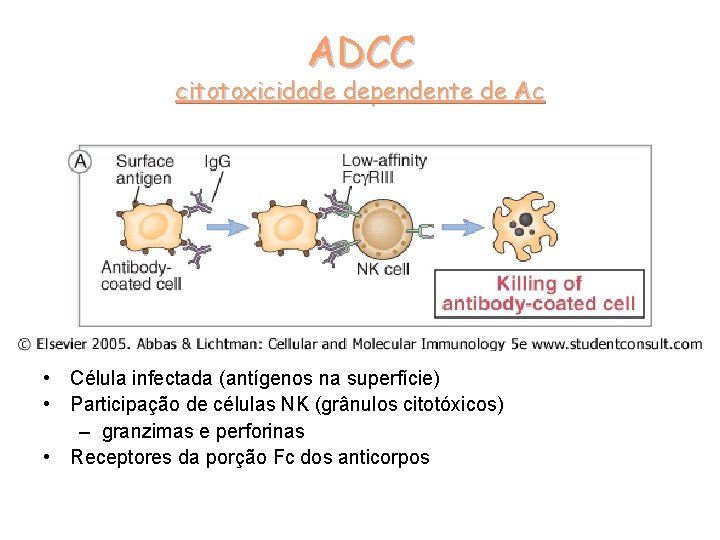 ADCC citotoxicidade dependente de Ac • Célula infectada (antígenos na superfície) • Participação de
