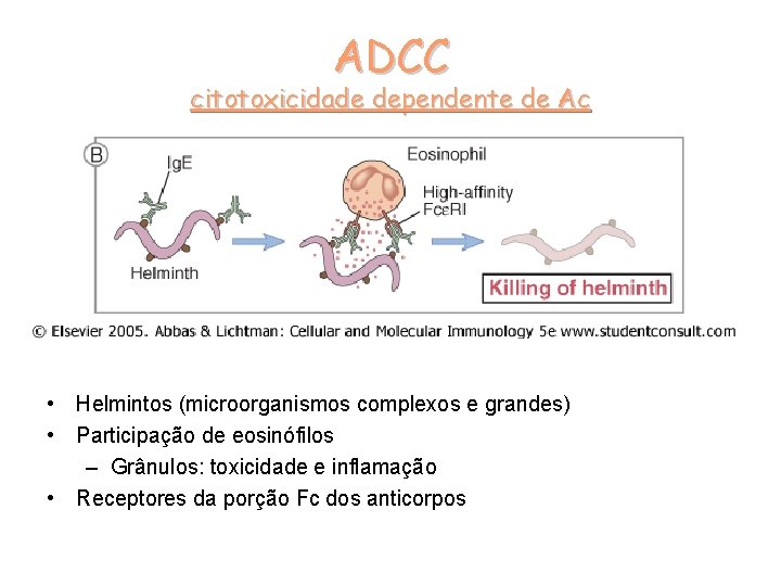 ADCC citotoxicidade dependente de Ac • Helmintos (microorganismos complexos e grandes) • Participação de