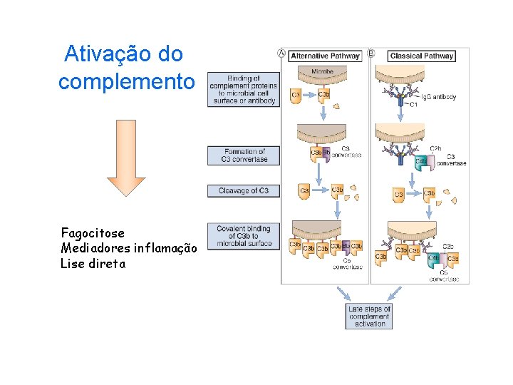 Ativação do complemento Fagocitose Mediadores inflamação Lise direta 