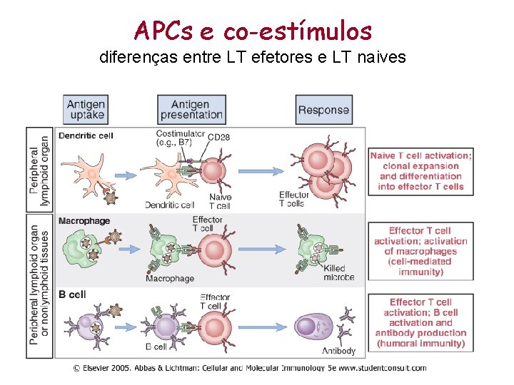 APCs e co-estímulos diferenças entre LT efetores e LT naives 