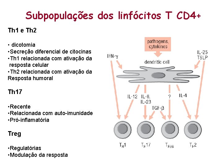 Subpopulações dos linfócitos T CD 4+ Th 1 e Th 2 • dicotomia •
