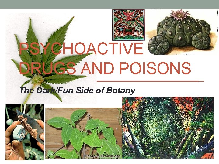 PSYCHOACTIVE DRUGS AND POISONS The Dark/Fun Side of Botany 