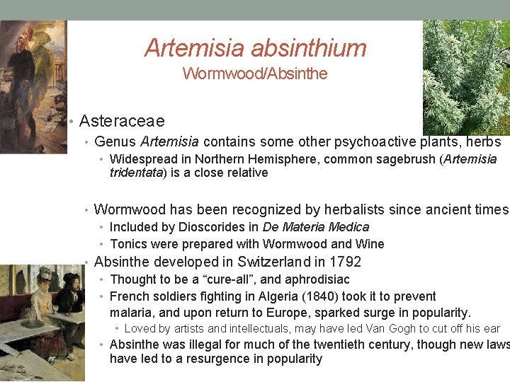 Artemisia absinthium Wormwood/Absinthe • Asteraceae • Genus Artemisia contains some other psychoactive plants, herbs