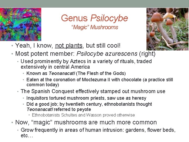 Genus Psilocybe “Magic” Mushrooms • Yeah, I know, not plants, but still cool! •