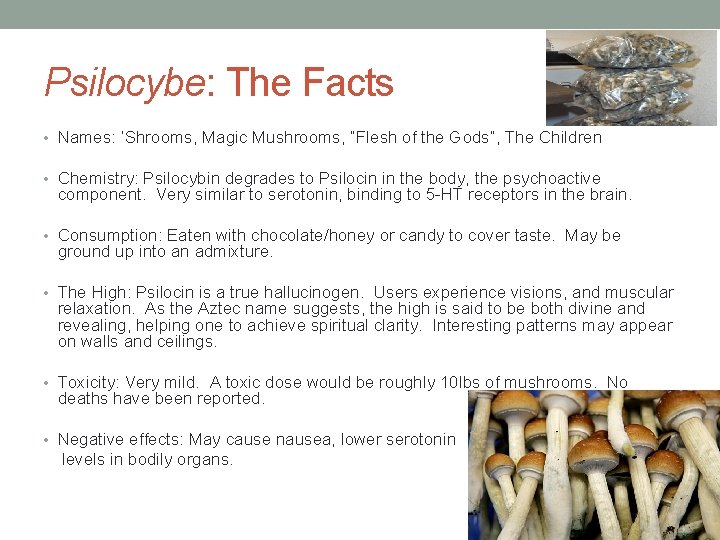 Psilocybe: The Facts • Names: ‘Shrooms, Magic Mushrooms, “Flesh of the Gods”, The Children