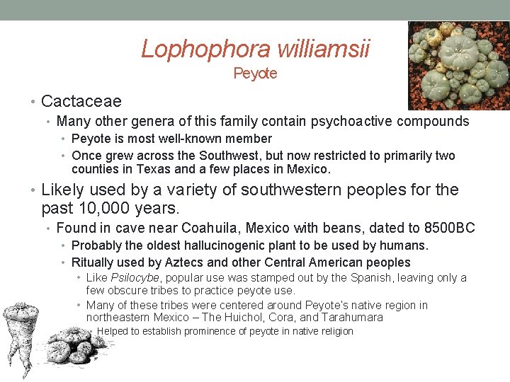 Lophophora williamsii Peyote • Cactaceae • Many other genera of this family contain psychoactive