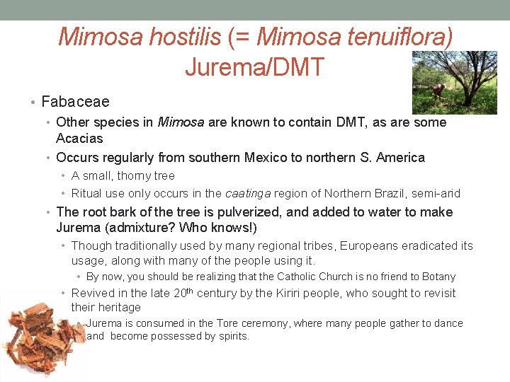 Mimosa hostilis (= Mimosa tenuiflora) Jurema/DMT • Fabaceae • Other species in Mimosa are
