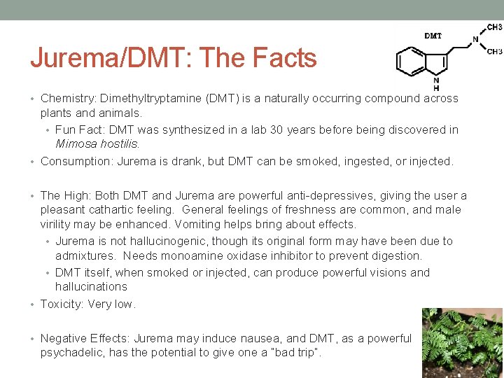 Jurema/DMT: The Facts • Chemistry: Dimethyltryptamine (DMT) is a naturally occurring compound across plants