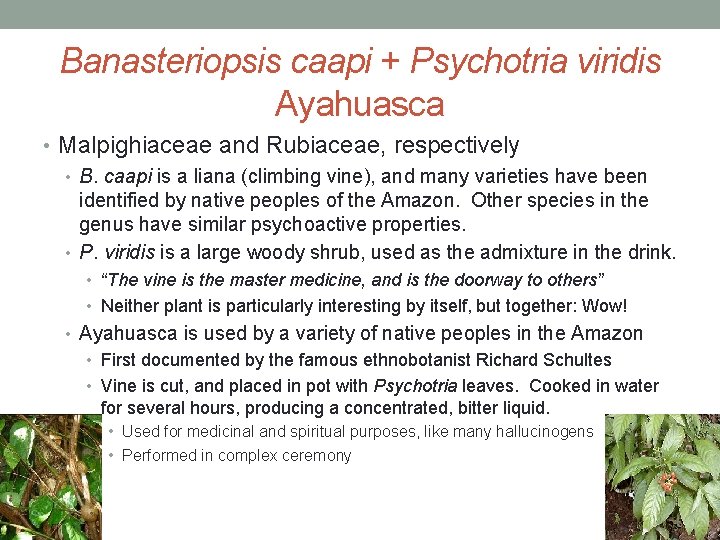 Banasteriopsis caapi + Psychotria viridis Ayahuasca • Malpighiaceae and Rubiaceae, respectively • B. caapi