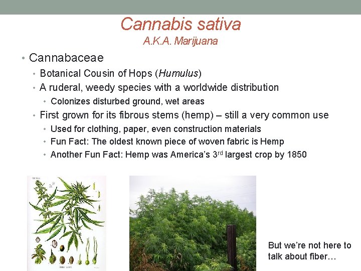 Cannabis sativa A. K. A. Marijuana • Cannabaceae • Botanical Cousin of Hops (Humulus)