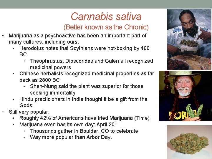 Cannabis sativa (Better known as the Chronic) • Marijuana as a psychoactive has been