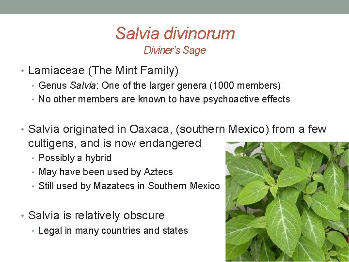 Salvia divinorum Diviner’s Sage • Lamiaceae (The Mint Family) • Genus Salvia: One of