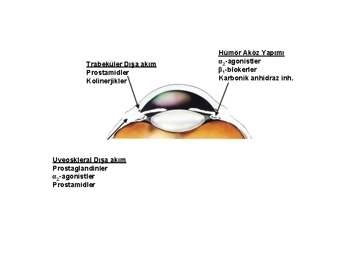Trabeküler Dışa akım Prostamidler Kolinerjikler Uveoskleral Dışa akım Prostaglandinler α 2 -agonistler Prostamidler Hümör