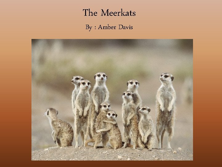 The Meerkats By : Amber Davis 