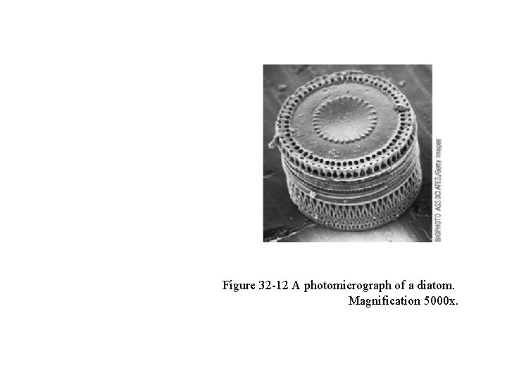 Figure 32 -12 A photomicrograph of a diatom. Magnification 5000 x. 